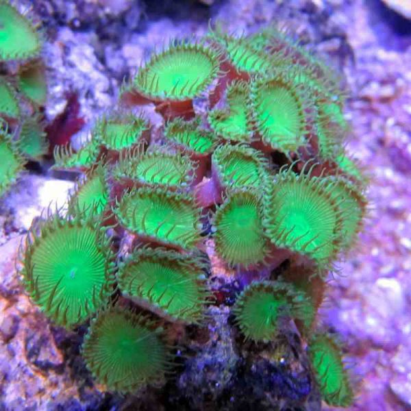 Green Button Polyp