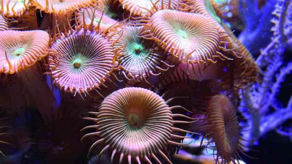 پلیپ دکمه ای سبز قهوه ای