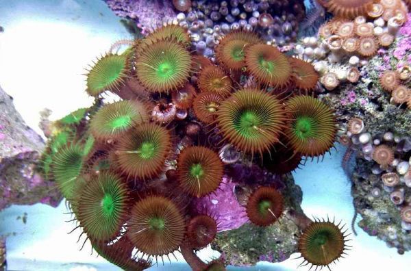 پلیپ دکمه ای سبز قهوه ای