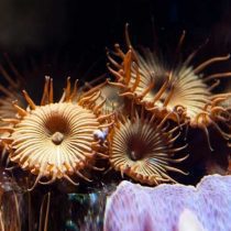 پلیپ دکمه ای قهوه ای