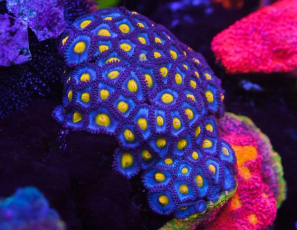 AOI Zoanthids