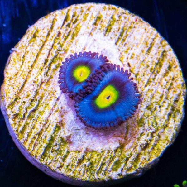 AOI Zoanthids