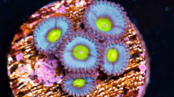 AOI Zoanthids