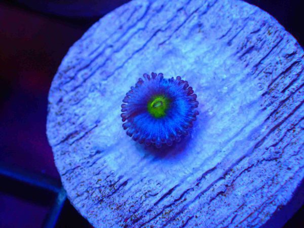 AOI Zoanthids