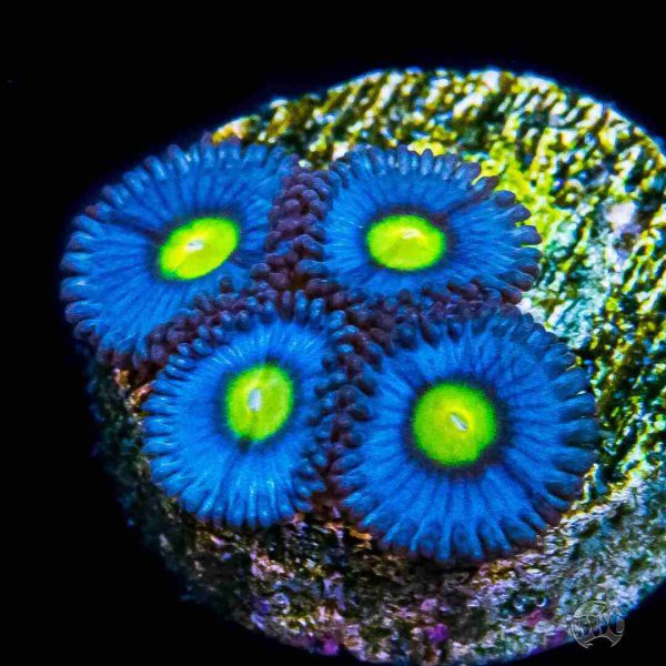 AOI Zoanthids