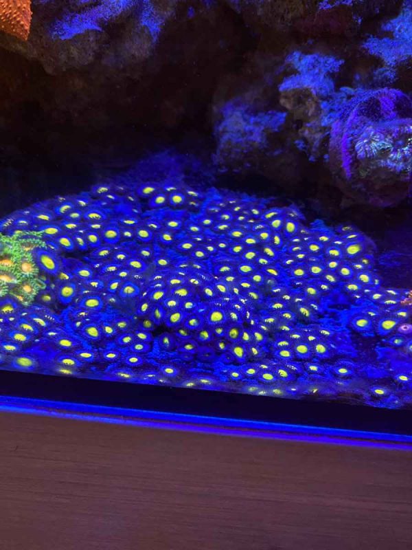 AOI Zoanthids