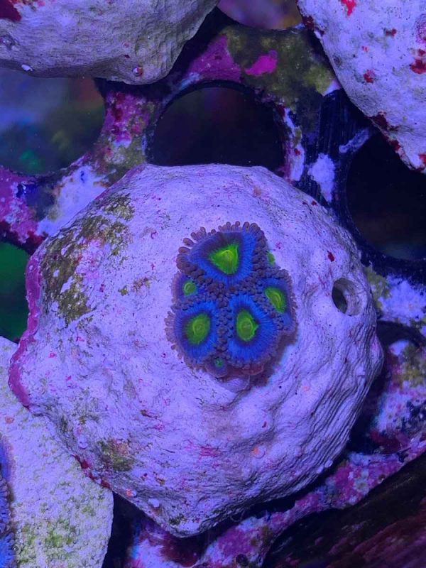 AOI Zoanthids