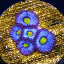 پلیپ زوانتوس AOI