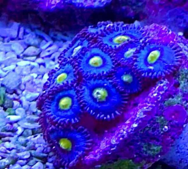 AOI Zoanthids