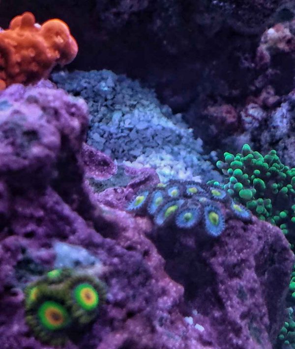 AOI Zoanthids