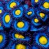 AOI Zoanthids