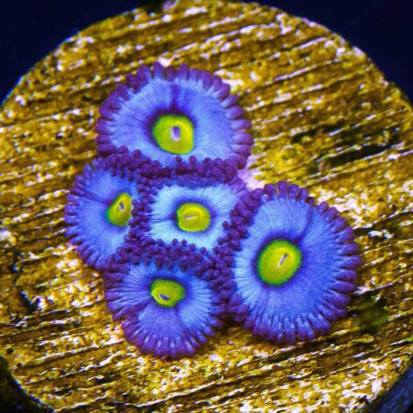 پلیپ زوانتوس AOI