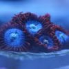 Fire and Ice Zoanthids