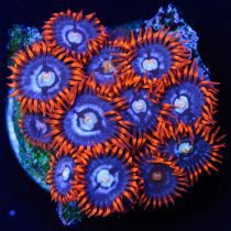 پلیپ زوانتوس آتش و یخ Fire and Ice Zoanthids