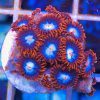 Fire and Ice Zoanthids
