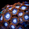 Fire and Ice Zoanthids