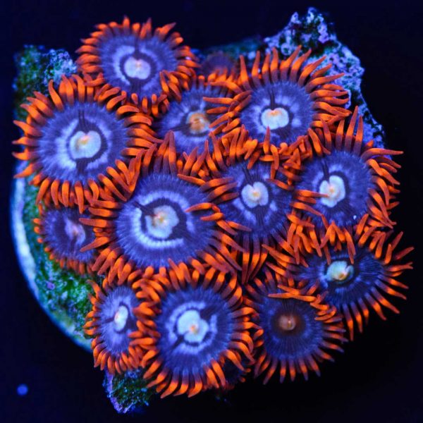 پلیپ زوانتوس آتش و یخ Fire and Ice Zoanthids