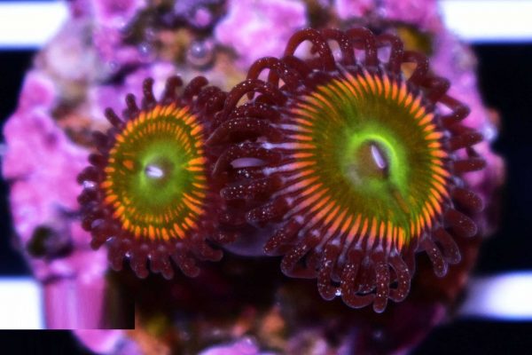 پلیپ زوانتوس آفتابی