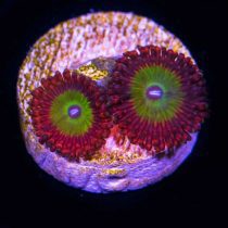 پلیپ زوانتوس اب نباتی سیب سرخ