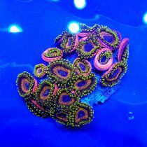 پلیپ زوانتوس اژدها