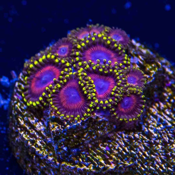 Dragonball Zoanthids