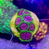 پلیپ زوانتوس اژدها بنفش