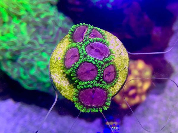 پلیپ زوانتوس اژدها بنفش