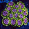 Purple Monster Zoanthids