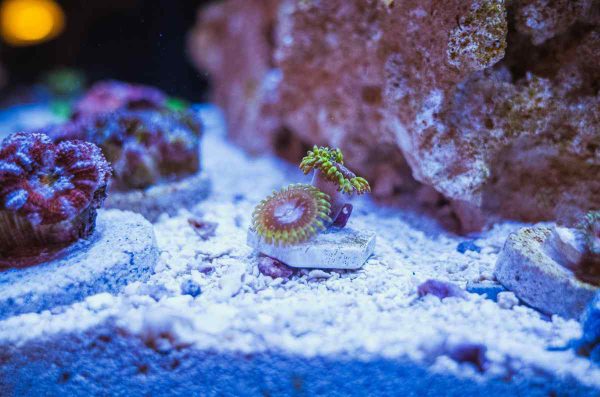 Purple Monster Zoanthids