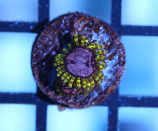 Purple Monster Zoanthids