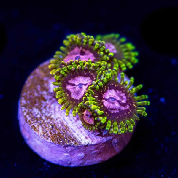 Purple Monster Zoanthids