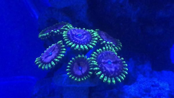 Purple Monster Zoanthids