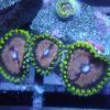 Purple Monster Zoanthids