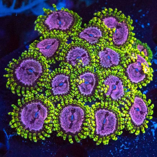 Purple Monster Zoanthids