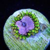 Purple Monster Zoanthids