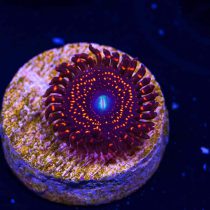 Illuminati Zoanthids