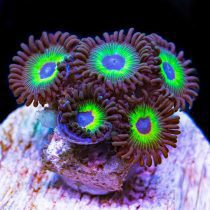 Bob Marley Zoanthids