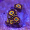 Scrambled Eggs Zoanthids