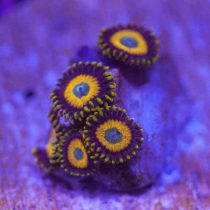 Scrambled Eggs Zoanthids