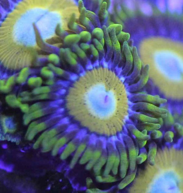Scrambled Eggs Zoanthids