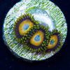 Scrambled Eggs Zoanthids