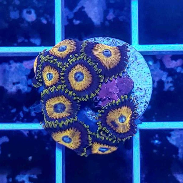 Scrambled Eggs Zoanthids