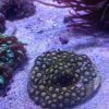 Scrambled Eggs Zoanthids