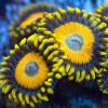 Scrambled Eggs Zoanthids