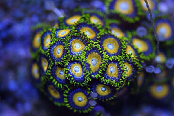 Scrambled Eggs Zoanthids