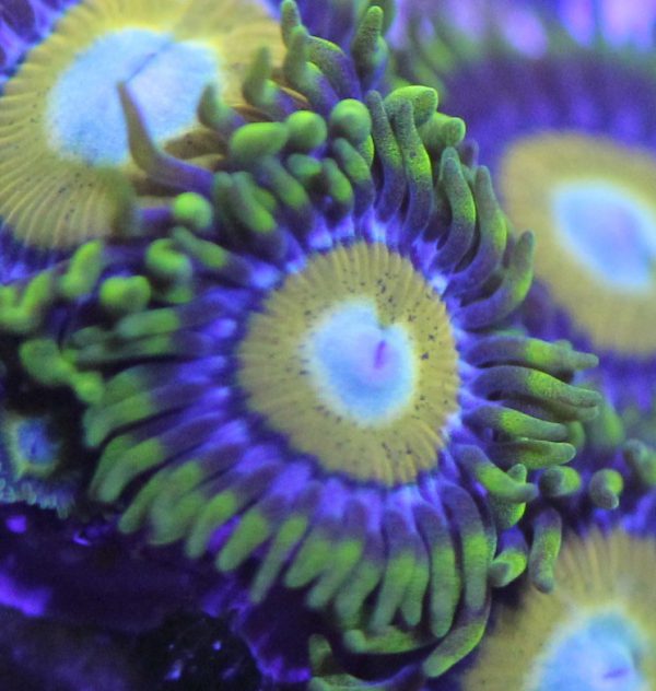 Scrambled Eggs Zoanthids