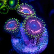 Tasers Zoanthids