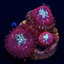 پلیپ زوانتوس جادوگر