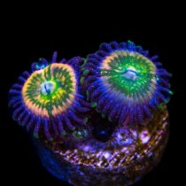 پلیپ زوانتوس خنده دار Funny Ds Zoanthids