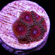 پلیپ زوانتوس رز